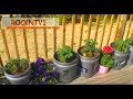 Grow Tomatoes in 5 gallon buckets