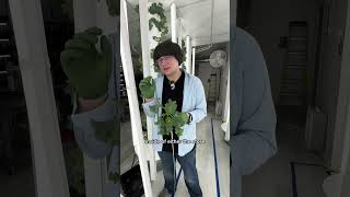 How is indoor produce fresher? #fresh #localfarm #verticalfarming #urbanfarming #cleaneating