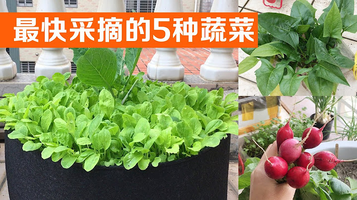 在陽台種植，最快採收的5種蔬菜｜The five fastest vegetables to harvest - 天天要聞