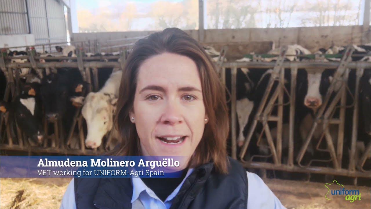 UNIFORMAgri tips Managing transition cows YouTube
