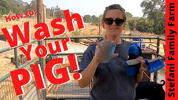 How to Wash Your Pig, Preparing For Show Day