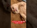 もふもふサンドじゃないか❣️#cat #ねこ #猫のいる暮らし