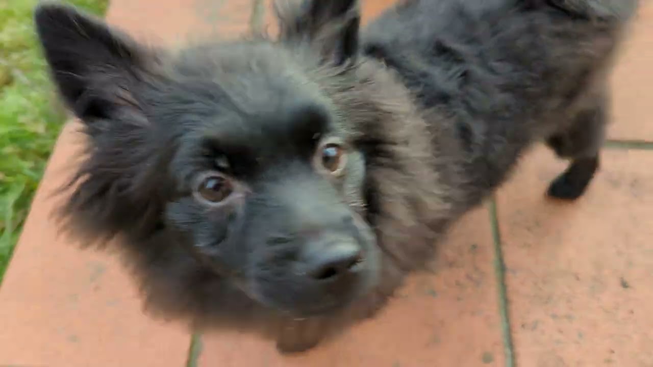 Google Pixel 6 Pro 4K 60 FPS Standard Stabilization