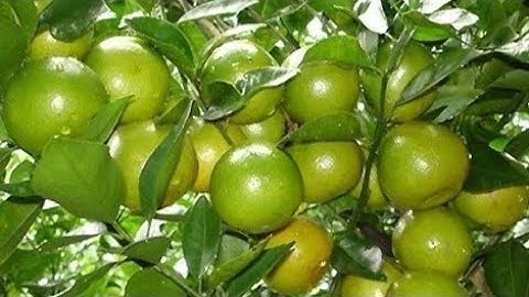 Quýt đường trồng chậu trái sum suê