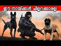 ലോകത്തിലെ ഏറ്റവും അപകടകരമായ 10 സൈനിക നായ്ക്കൾ | ഈ നായകൾ ചില്ലറക്കാരല്ല വേറെ  ലെവൽ ആണ്