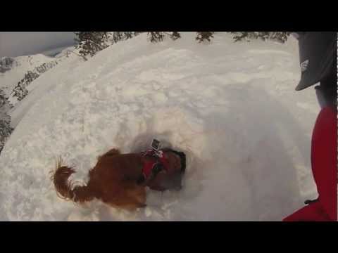 Jackson Hole Doggie GoPro
