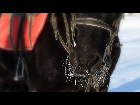 Прогулка на лошадях / Конный клуб Кентавр, Киев