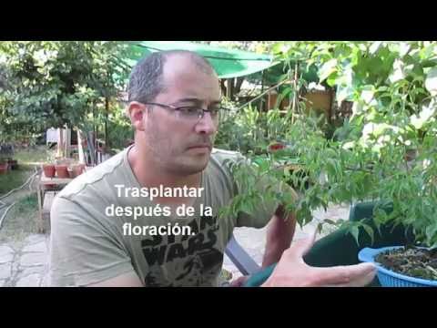 PRUNUS MUME O UME (ALBARICOQUERO JAPONÉS) (1ª parte)