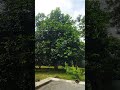 jika kau ada di sini #like_share_subscribe #garden #hijau