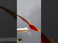 Snowy days, vibrant vibes 🐤|#shortvideo
