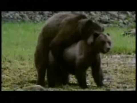 watch tieren jahre watch tieren jahre