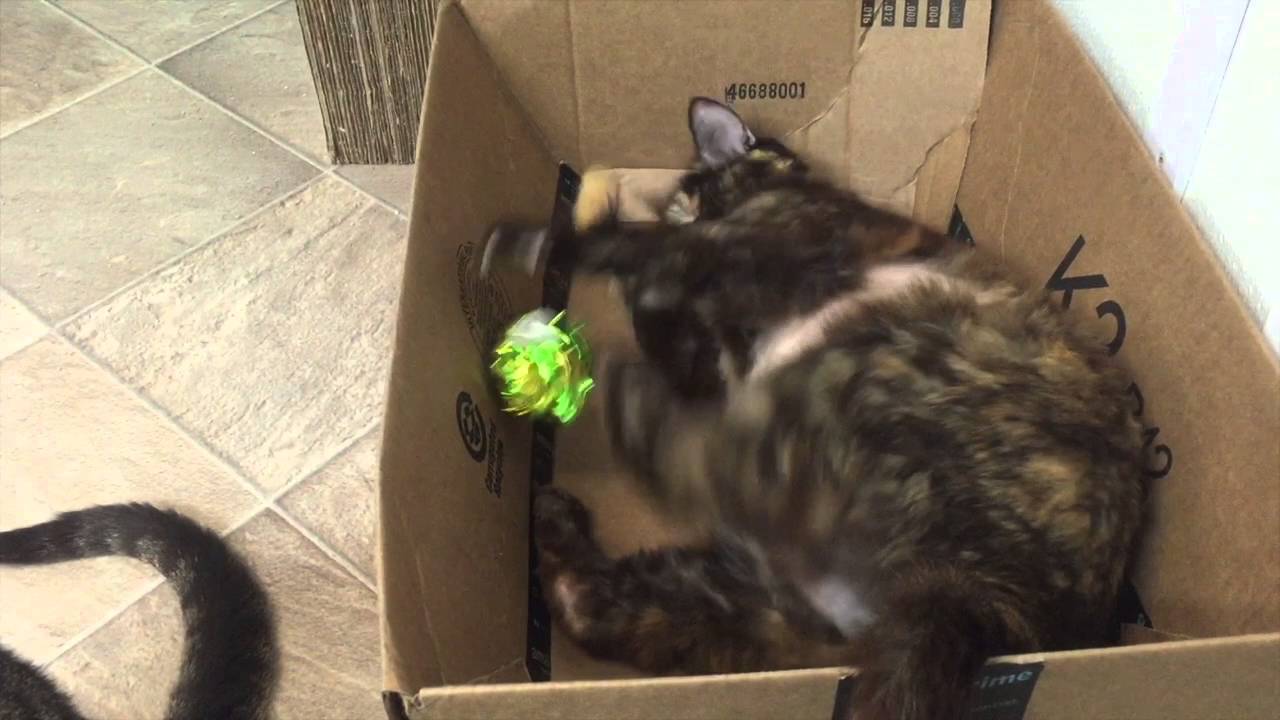 cute cats for sale Blind Greta plays with the best toy ever