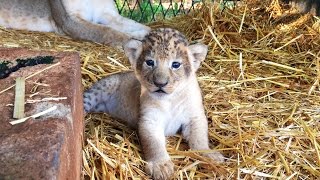 Young Lioness With Her 3 Weeks Old Cubs.