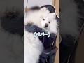 ゴミ出しに行くだけで寂しくて泣いてしまう大型犬が可愛すぎた #サモエド #samoyed #癒し