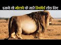 15 जानवर जो मोटापे का शिकार हो गए | 15 Fattest Animals In The World!