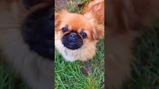 Осенний лист #pekingese #приколы2021 #пес #short #shorts