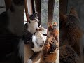 猫パンチ炸裂………