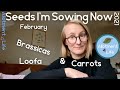 What can I sow in February, and why: seeds and vegetable varieties I'm sowing now