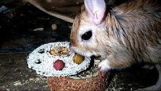 Giving my springhare the Christmas Cake