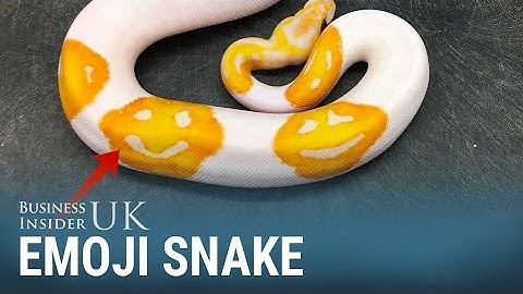 A selective python breeder spent 8 years making an Emoji snake