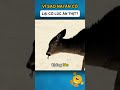 VÌ SAO NAI ĂN CỎ LẠI CÓ LÚC ĂN THỊT?