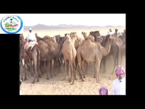 حفل الشيخ حمود عبدالله ابو راس كاملا لتكريم قبائل سبيع 15 12 1437ه