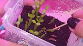 Elen S Adenium pluS