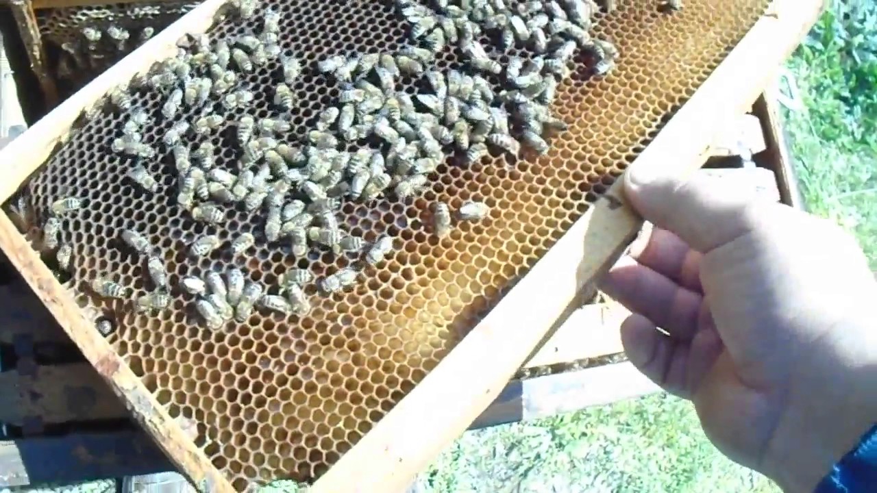 Άσχημη γέννα βασίλισσας