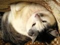 ウチのももこ