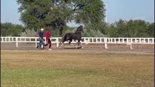 South African hackney horse crisalta great ideas