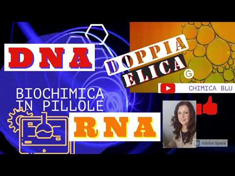 Video: Qual è la struttura secondaria del DNA?