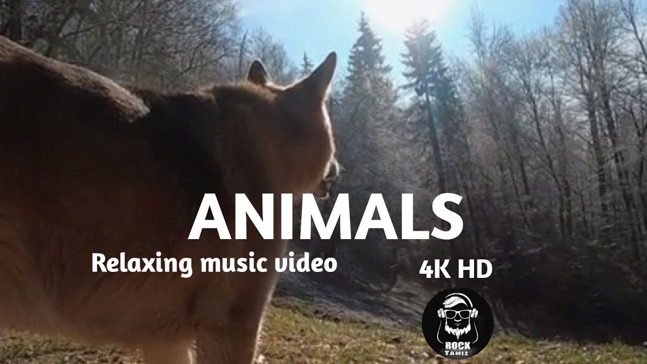 Relaxing animal music video || Wild animals videos || Relaxing lockdown