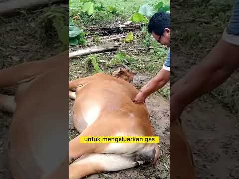 Video: Apakah kulit anak sapi bisa basah?