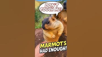 Marmot Doesn’t Want to Be Touched! | Funny and Cute Animal Reaction