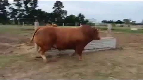 Бык 1200 + кг.Порода Лимузин. Просто красавец👍