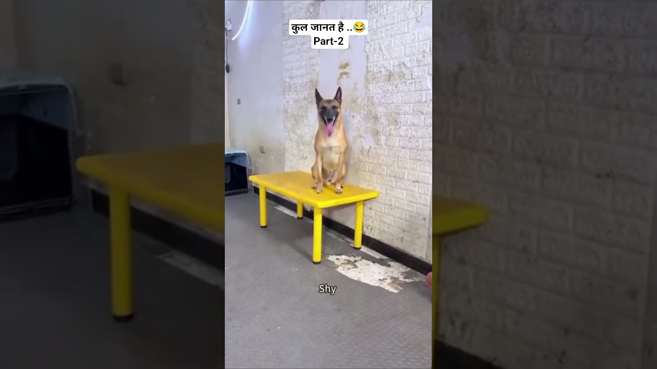 ✨ English से अवधी ..😂😂।।  Part-2 ।। #shorts #shyamji #funny #dogs #animals