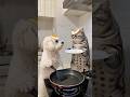 Cat and dog fun with fry eggs 😜😜😹😂 #funnyvideo #shortfeed #shorts