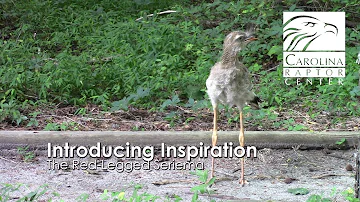 Introducing Inspiration: Red-Legged Seriema