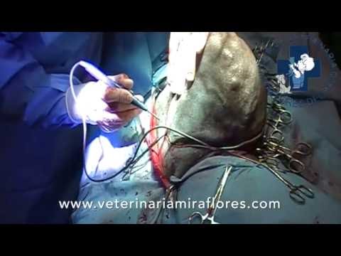 Video: Cáncer De Tejidos Blandos (rabdomiosarcoma) En Perros