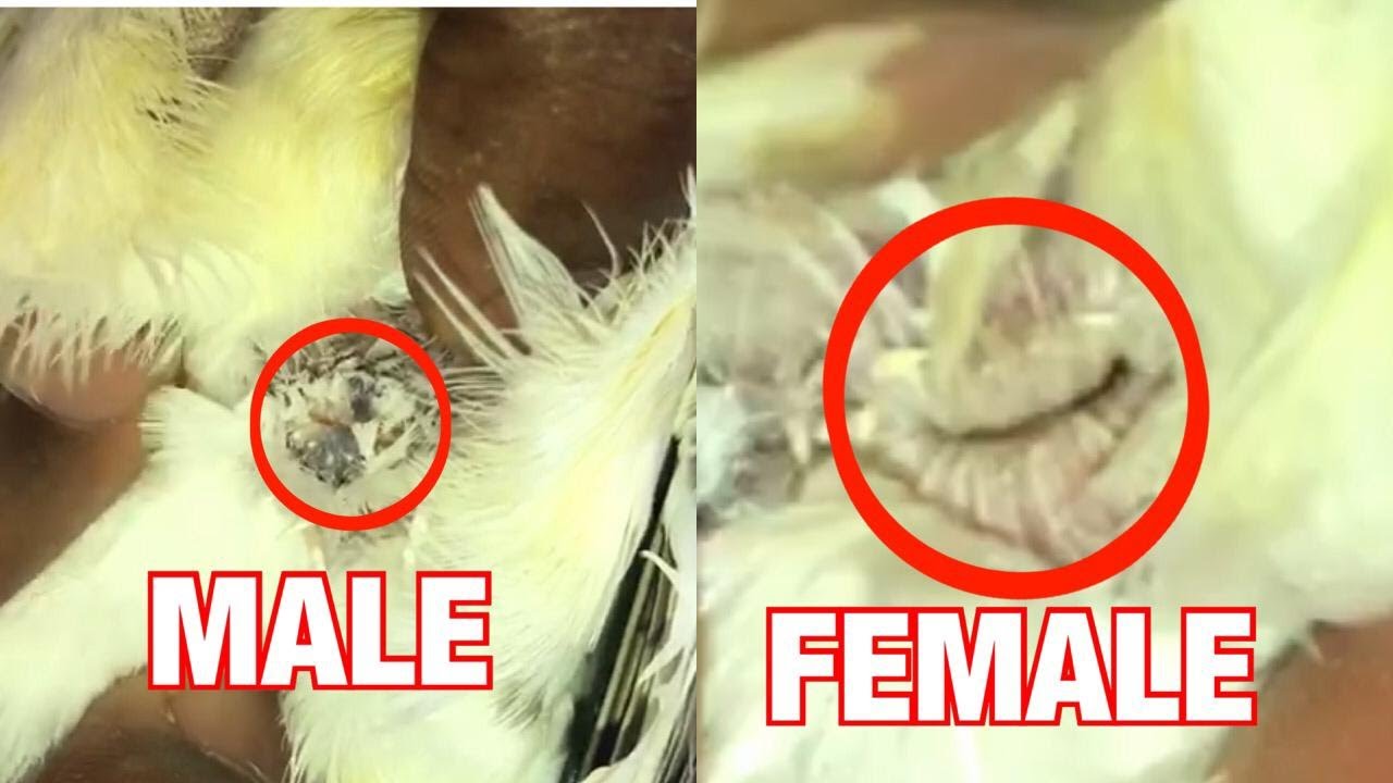 the defference between male and female doves or pigeons the truth no one knows about birds