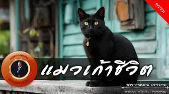 อาจารย์ยอด : แมวเก้าชีวิต [กรรม]