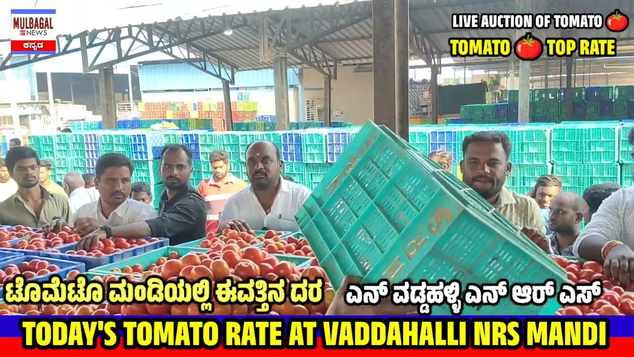 Tomato tomato tomato rate today at VADDAHALLI NRS MANDI KARNATAKA LIVE AUCTION 