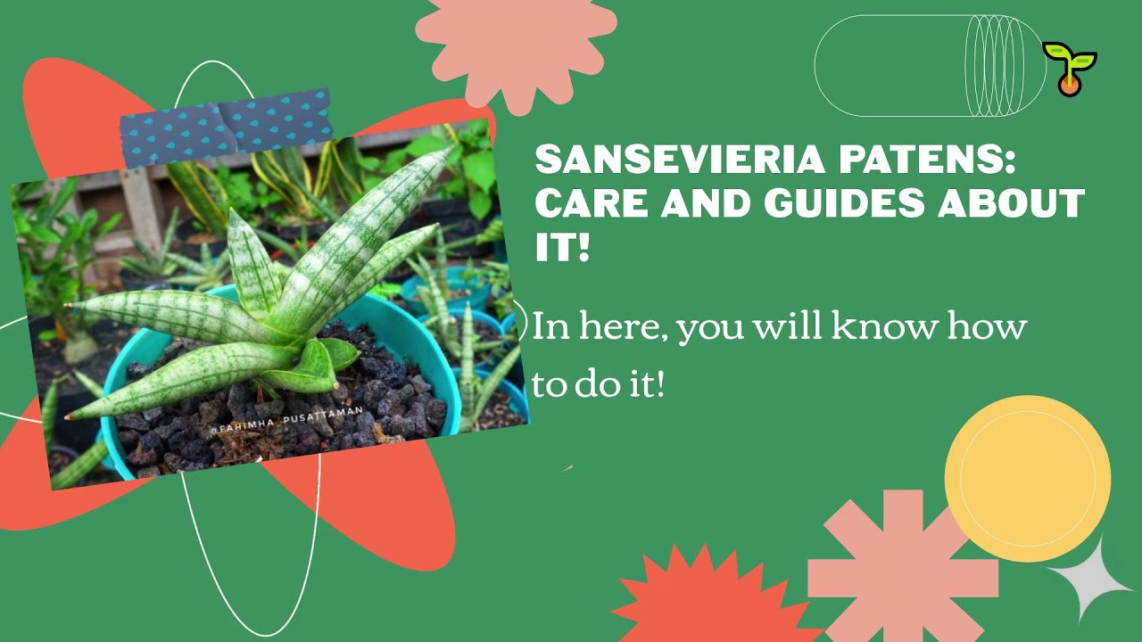 Sansevieria Patens, Superb Amazing Care And Guides Before You Have This  Plant! (2021)