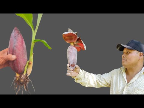 Video: Dividir una planta de banano - Separación de plantas de banano para su propagación