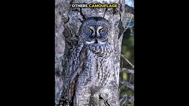 Others camouflage vs this one☠️ #trollface #edit #troll #fyp #usa #trollface