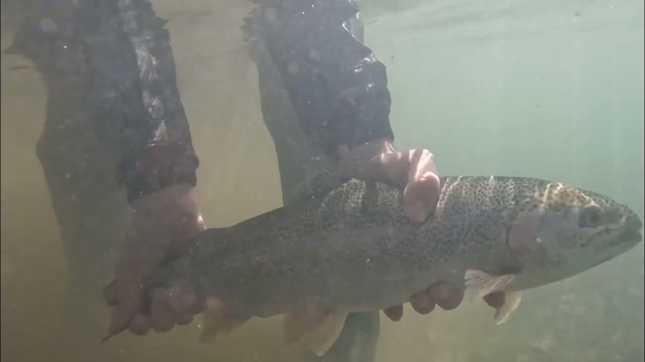 Trout fishing (horseshoe falls) canyon lake, Texas 