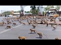 ANIMAL INVASIONS OF THE CITY CAUGHT ON CAMERA