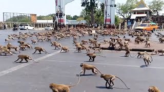 ANIMAL INVASIONS OF THE CITY CAUGHT ON CAMERA by CREATIVE 47,935 views 1 year ago 9 minutes, 42 seconds