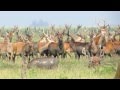 De oostvaardersplassen 2013