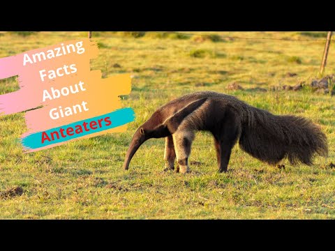 Top 30 Amazing Facts About Giant Anteaters